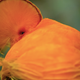 Illustration for article titled A floofy little birdy shoots sex eyes at the camera in the trailer for Netflix’s iDancing With The Birds/i